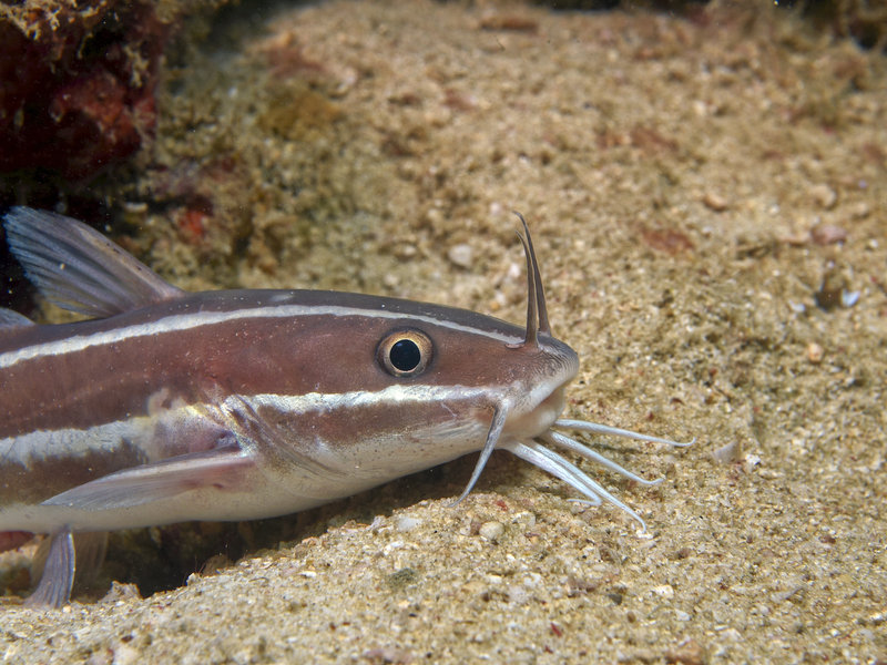 Catfish, Manila Channel
